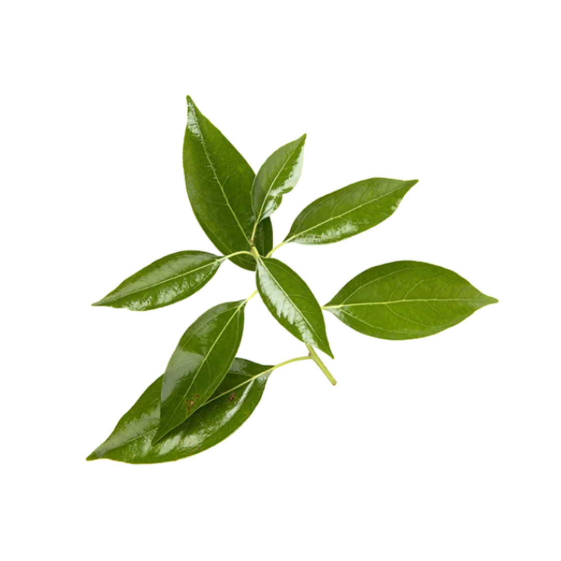 Cinnamomum camphora