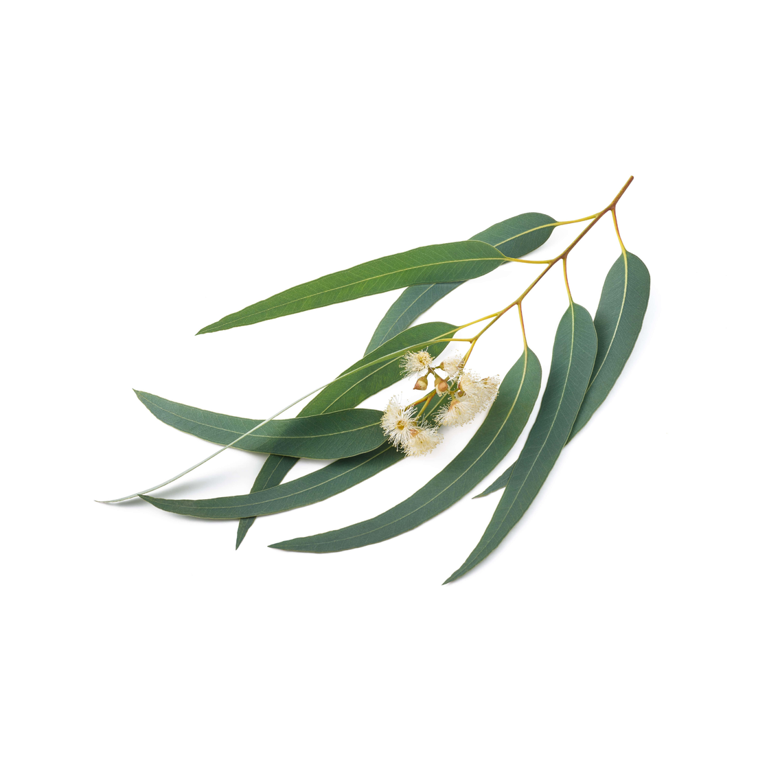 Eucalyptus globulus