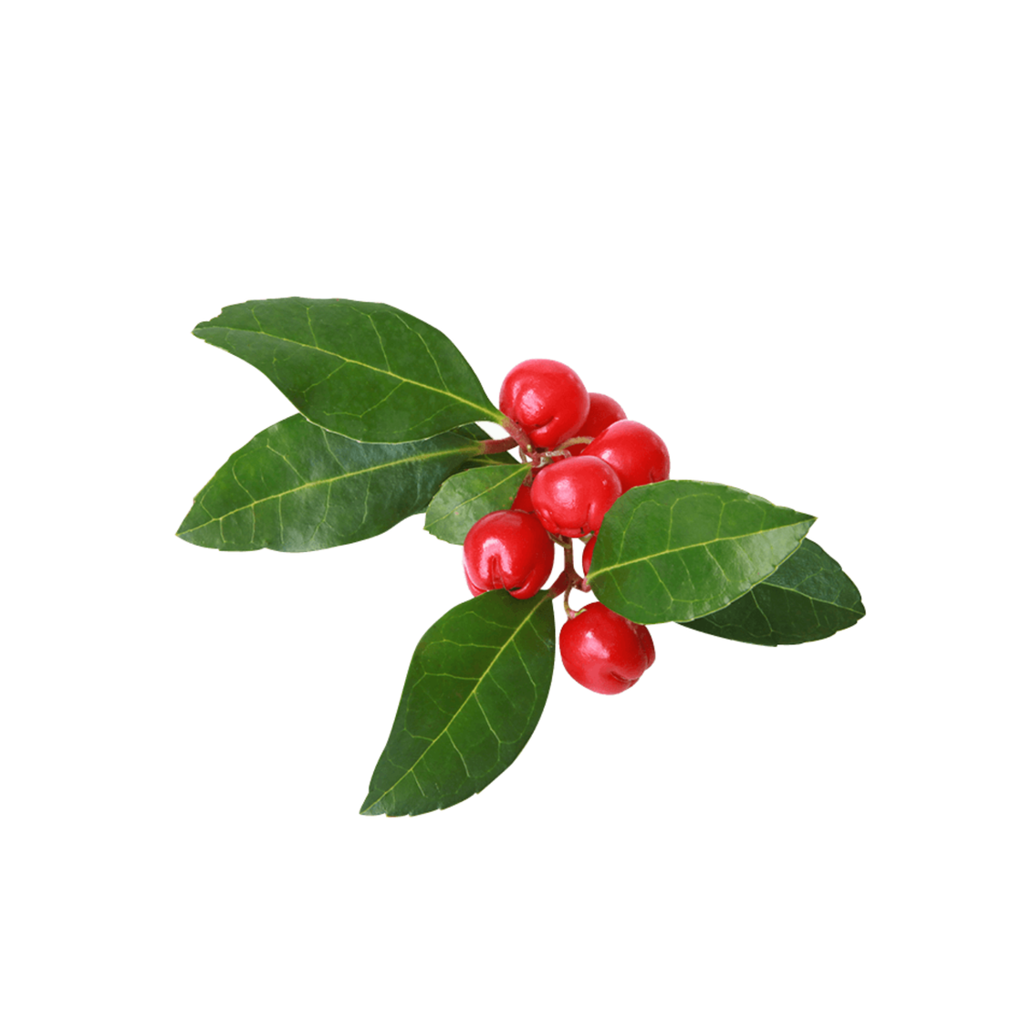 Gaultheria fragrantissima 