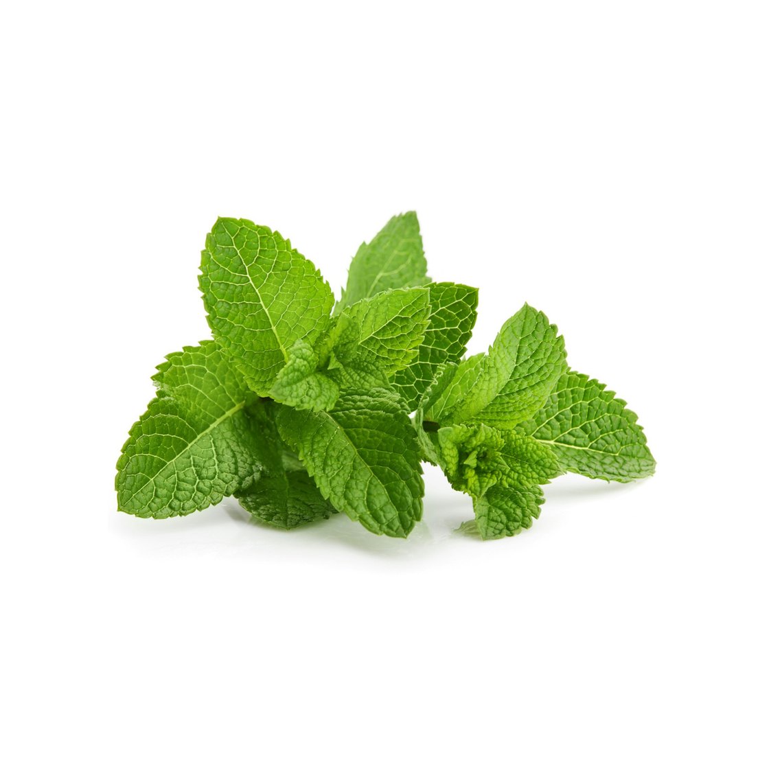 Mentha arvensis