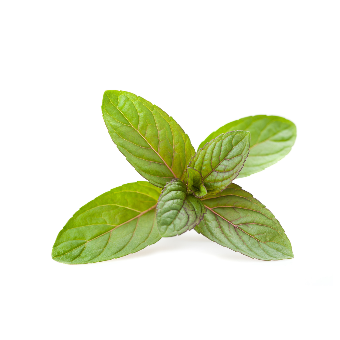 Mentha piperita