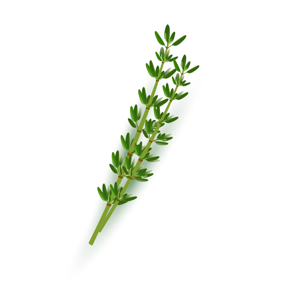 Thymus vulgaris